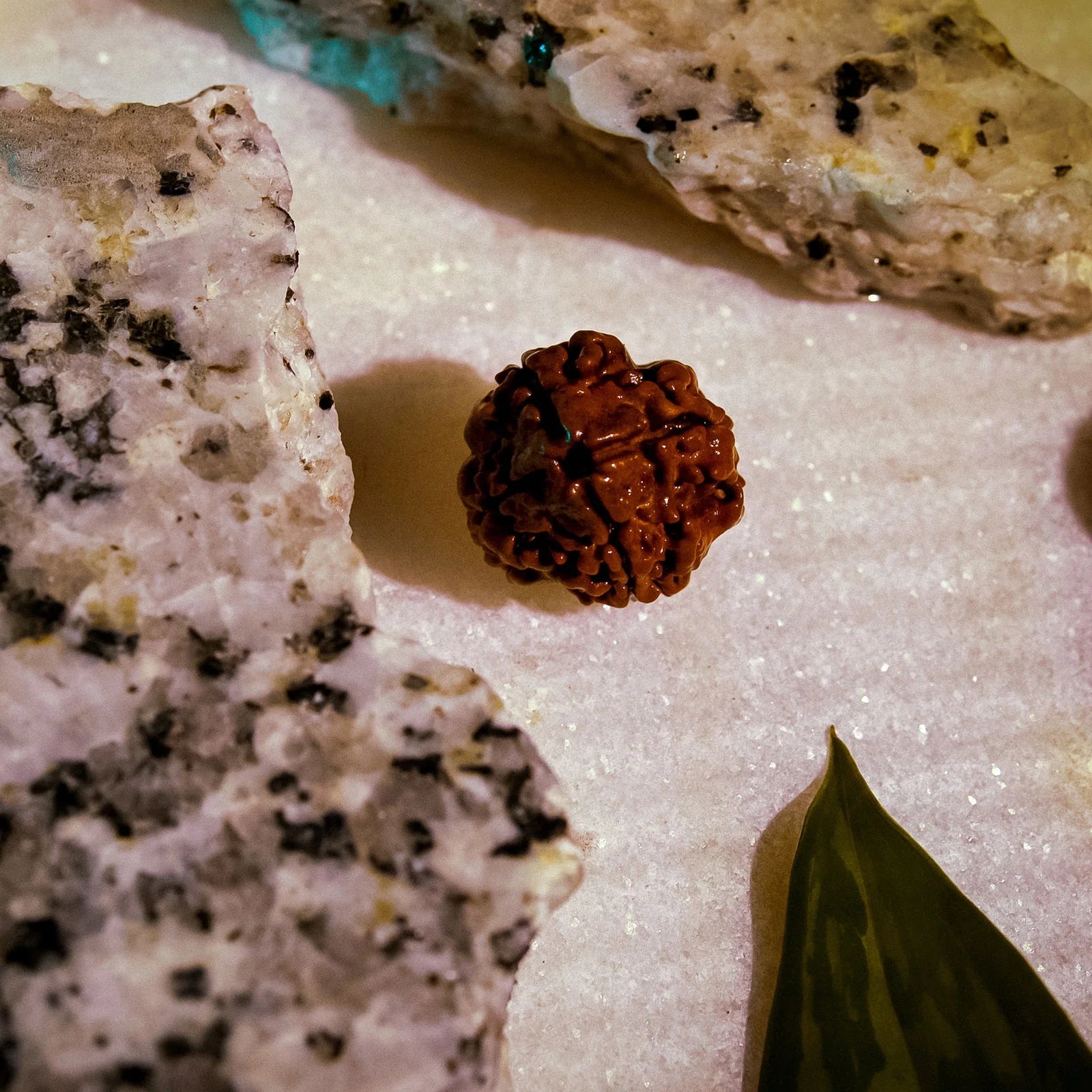 4 Mukhi Nepali Siddh Rudraksha | Brahma Rudraksha for Knowledge & Communication
